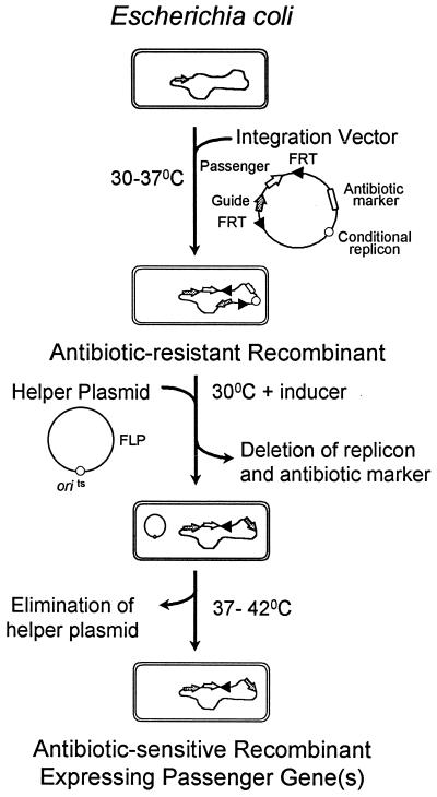 FIG. 2