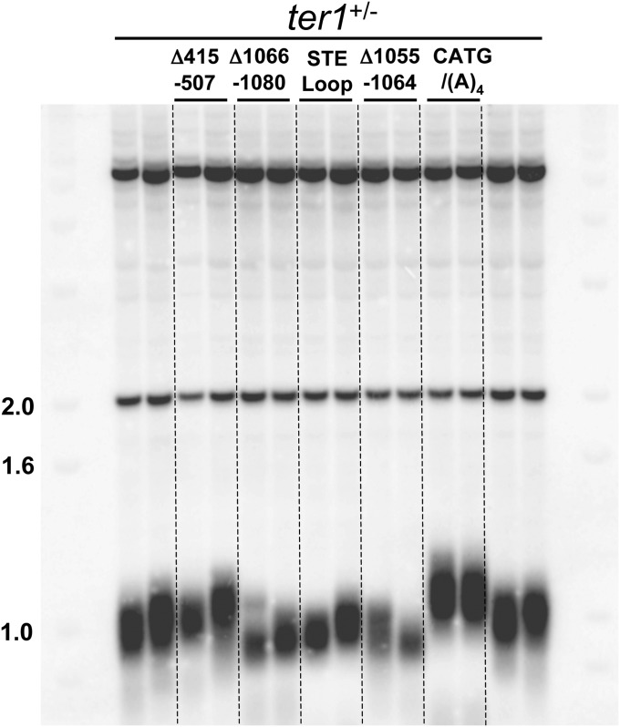 Fig. S3.