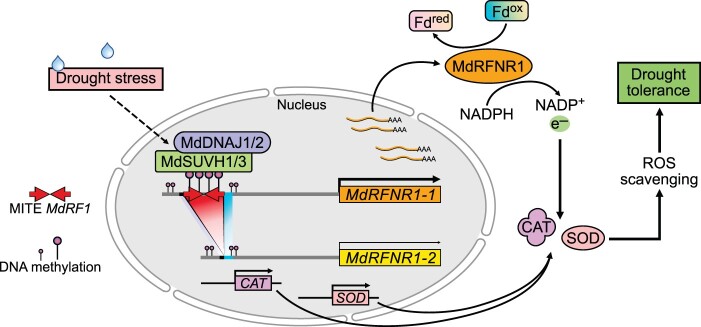 Figure 11