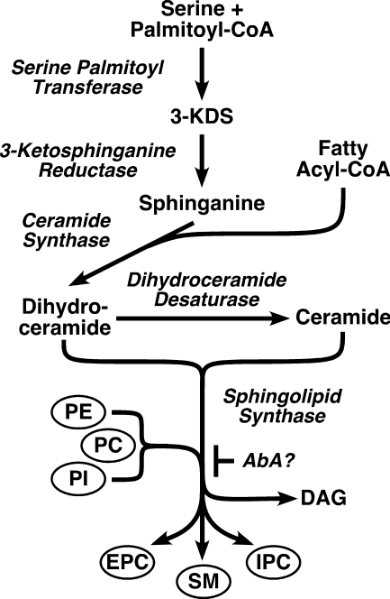 FIGURE 1.