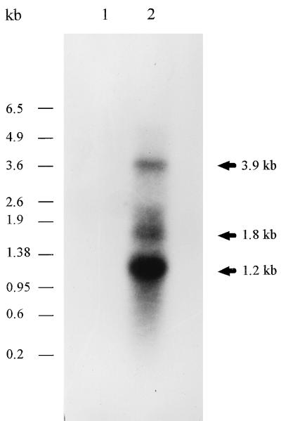 FIG. 5