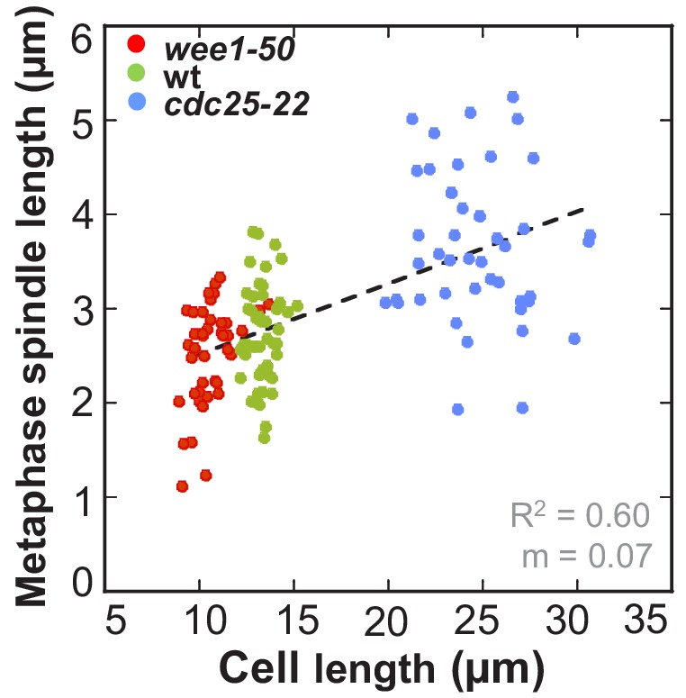 Figure 1—figure supplement 1.