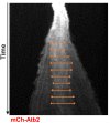 Figure 7—figure supplement 1.