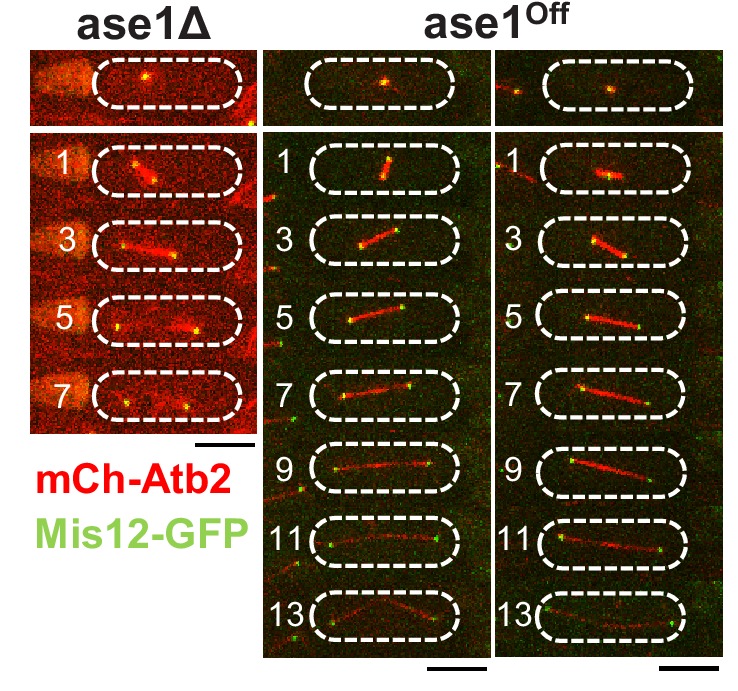 Figure 6—figure supplement 1.