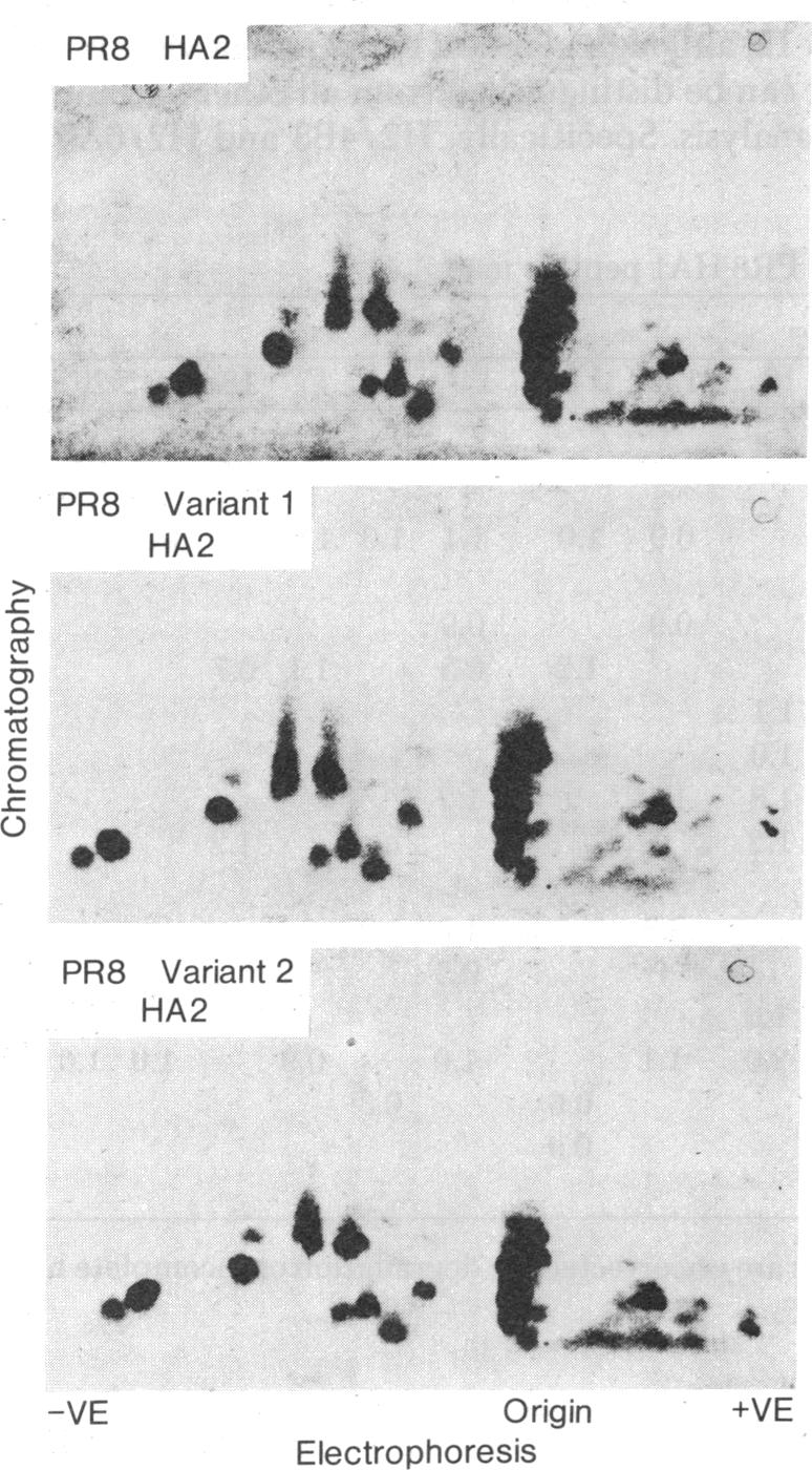 graphic file with name pnas00003-0425-b.jpg