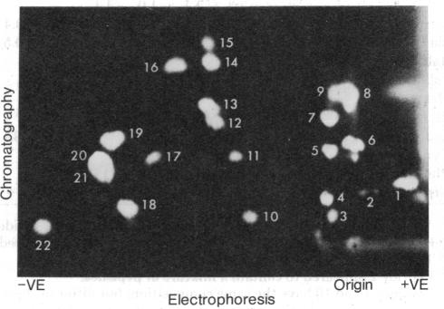 graphic file with name pnas00003-0425-c.jpg