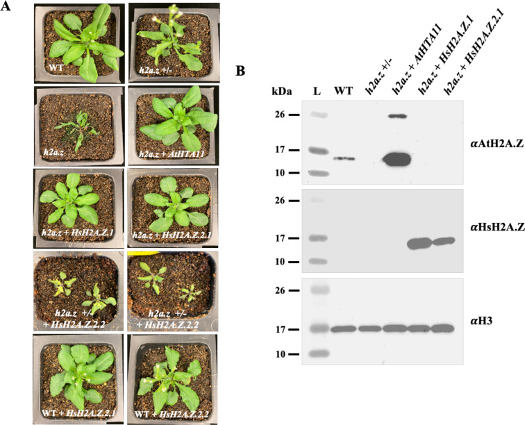 Figure 2.