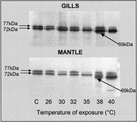 Fig 7.