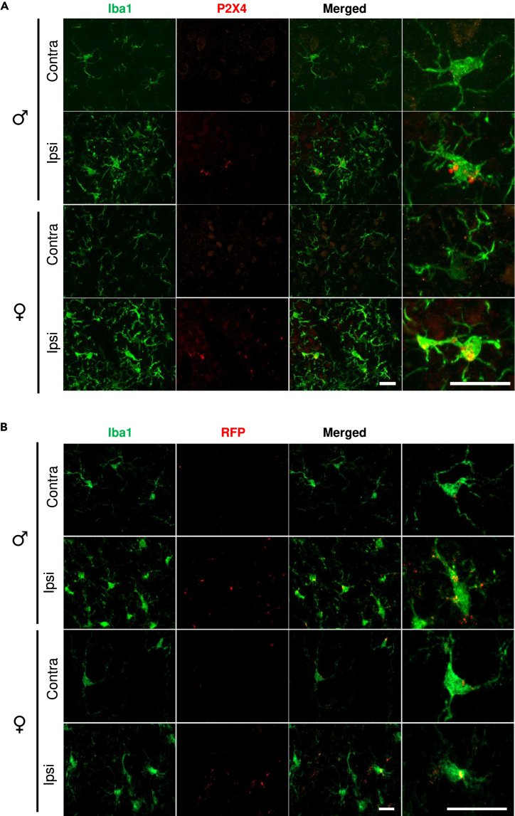 Figure 3