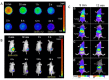 Figure 33