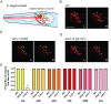 Figure 1. <b><i>dmd-10</i> mutant worms display the typical number of amphid sensory neurons pairs</b>