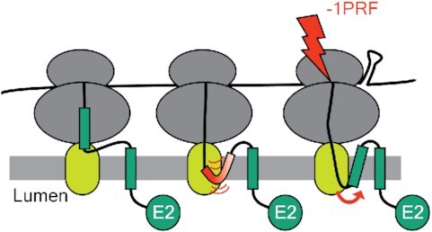 Graphical Abstract