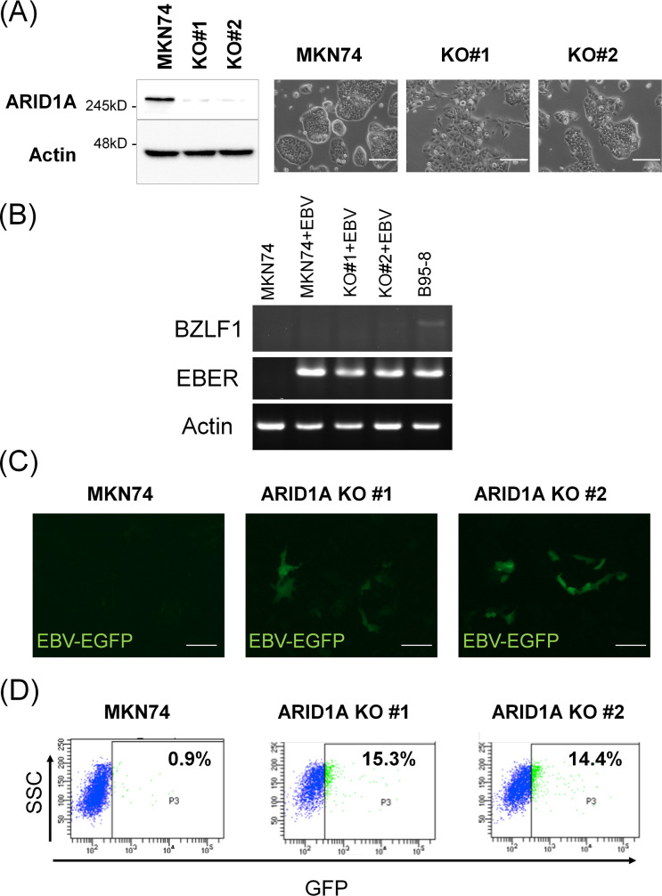 Fig 4