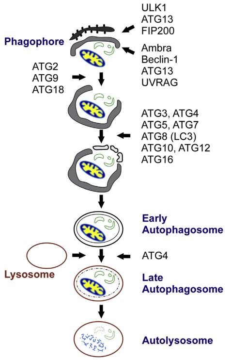 Fig 1