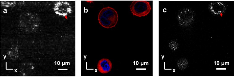 Fig. 4