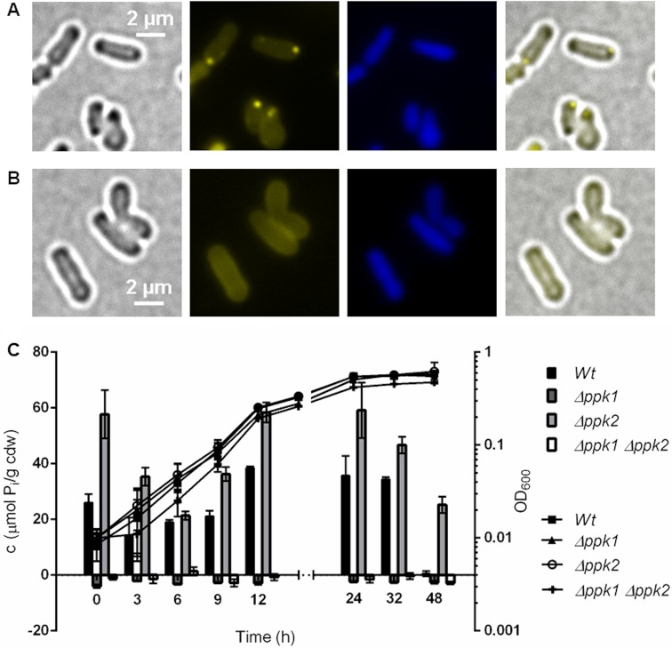 FIG 6