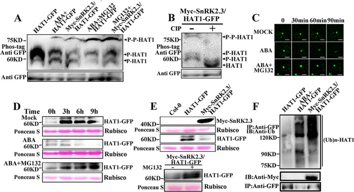 Fig 6