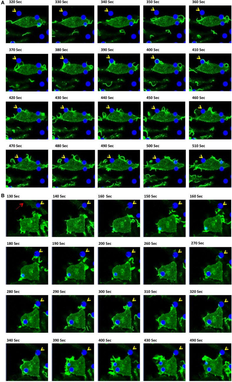 Figure 6