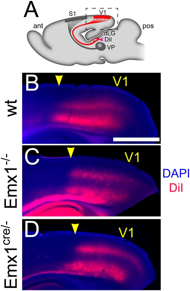 Fig 4