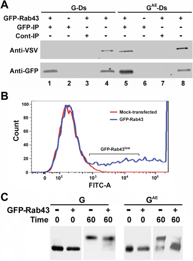 FIGURE 6: