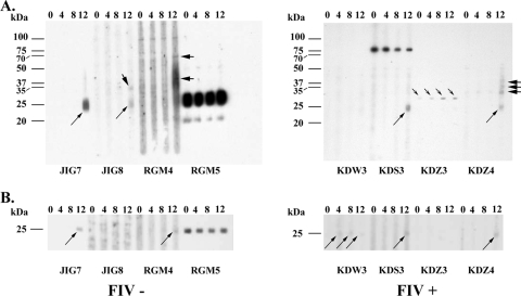 FIG. 1.