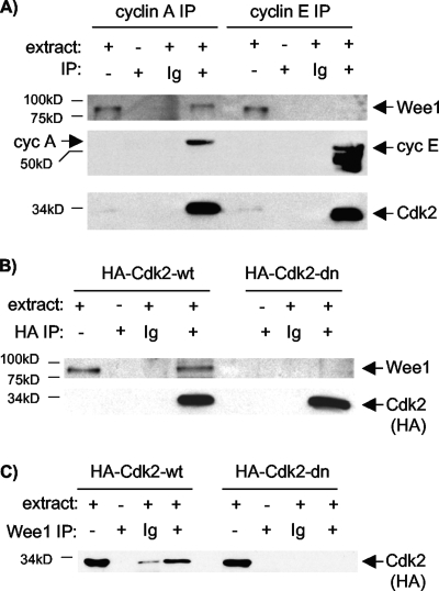 FIG. 2.