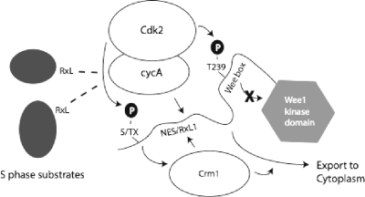 FIG. 13.