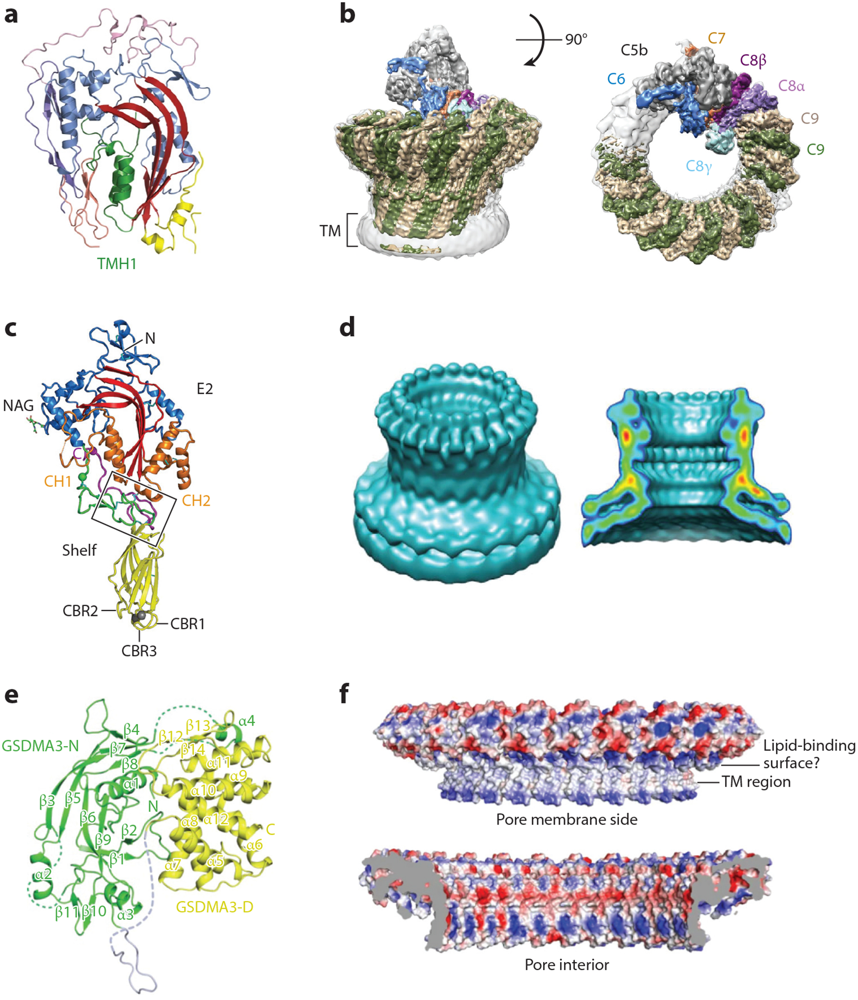 Knocking ’em Dead: Pore-Forming Proteins in Immune Defense - PMC