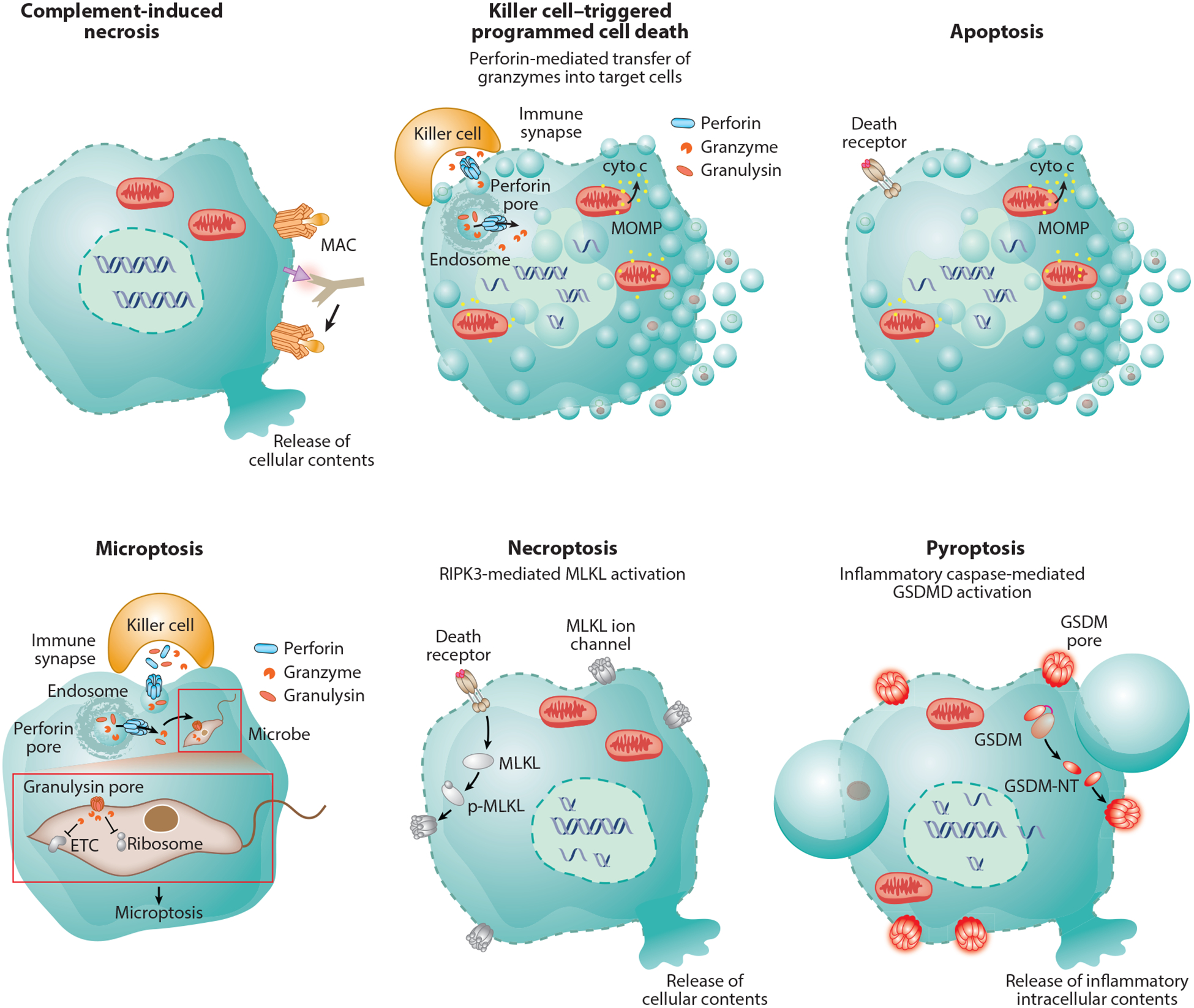 Knocking ’em Dead: Pore-Forming Proteins in Immune Defense - PMC