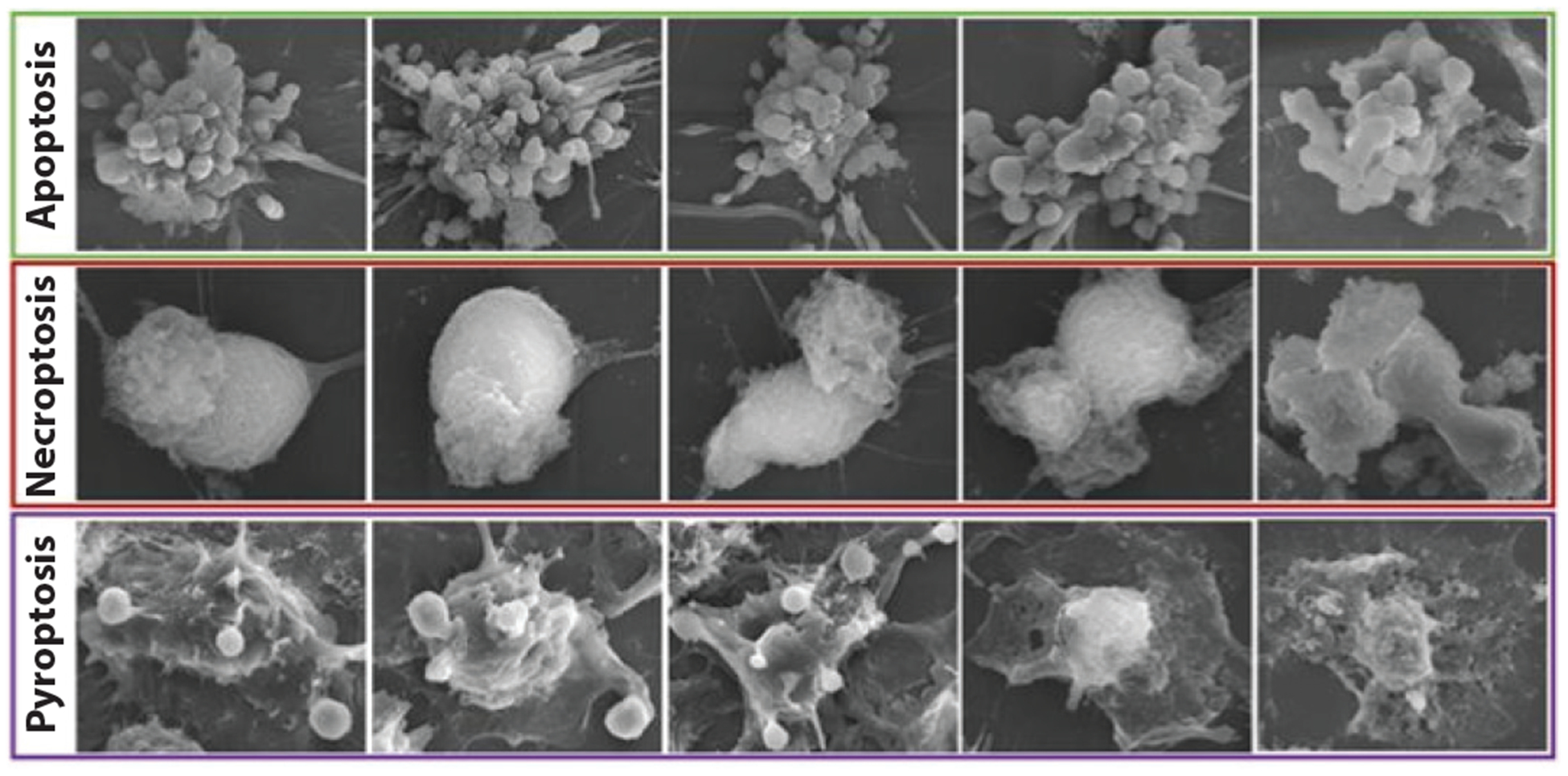 Knocking ’em Dead: Pore-Forming Proteins in Immune Defense - PMC