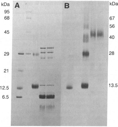 graphic file with name pnas00327-0162-a.jpg