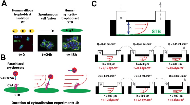 Fig 4