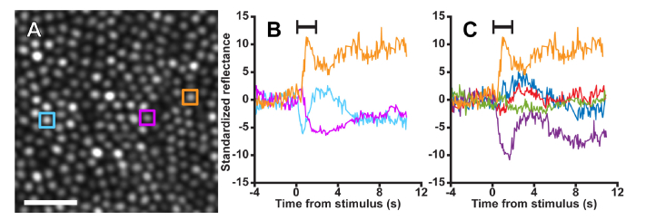 Fig. 3