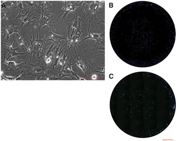 Fig. 6