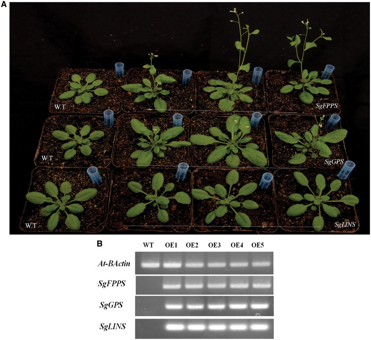 Figure 6.