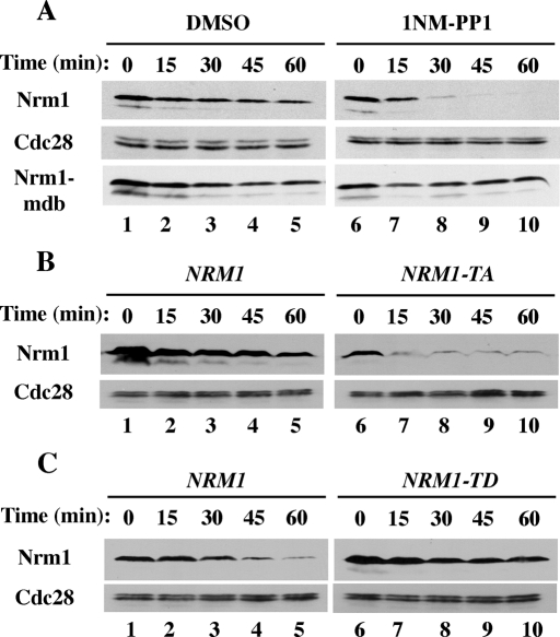 FIGURE 5: