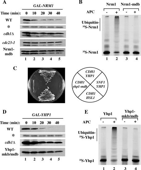 FIGURE 3: