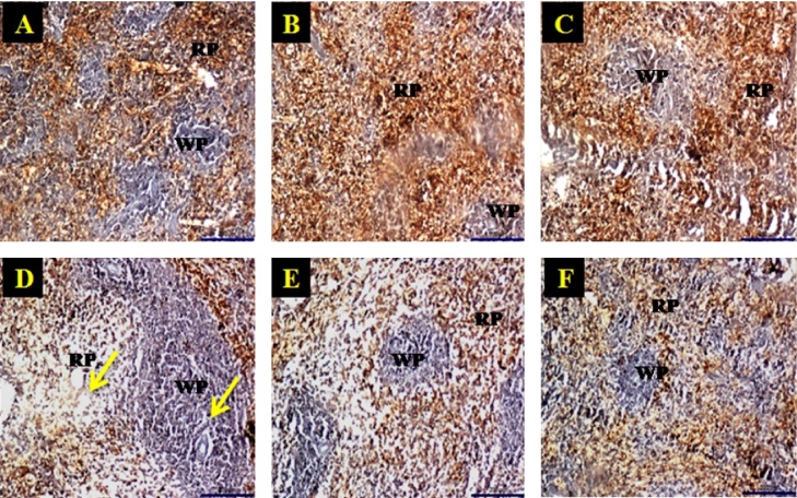 Fig. 6