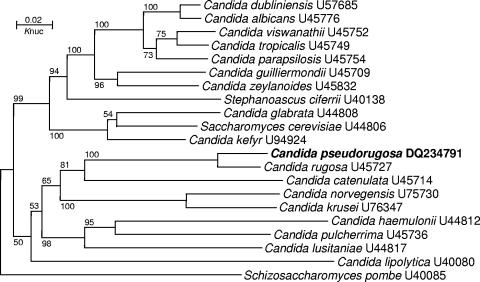 FIG. 2.