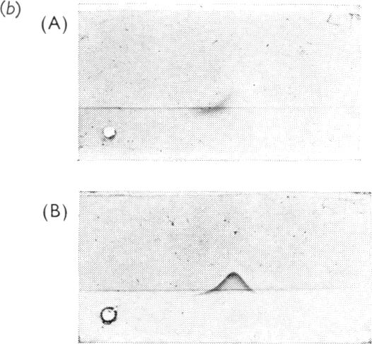 PLATE 2(b)