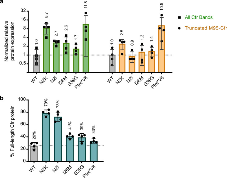 Figure 3—figure supplement 1.