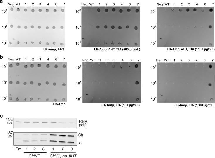 Figure 1—figure supplement 2.