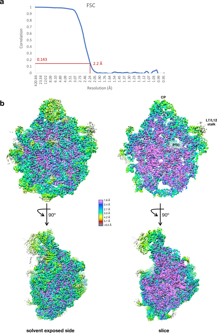 Figure 5—figure supplement 1.