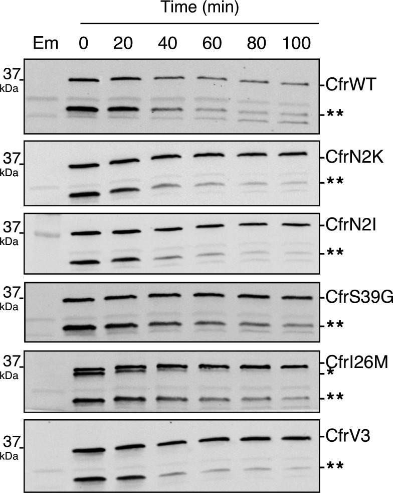 Figure 4—figure supplement 3.