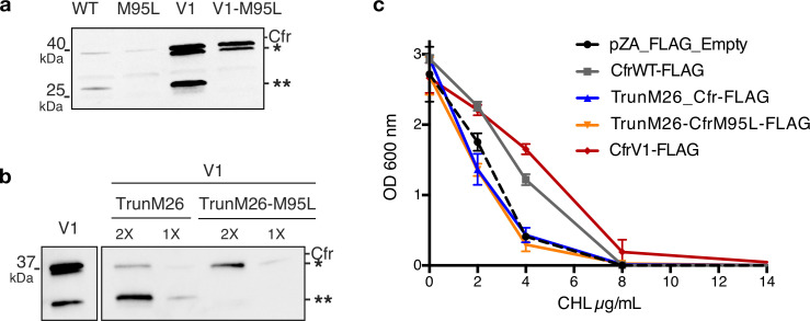 Figure 2—figure supplement 3.