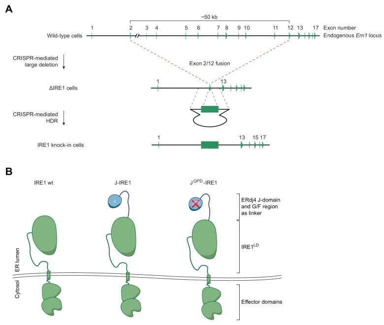 Figure 1—figure supplement 1.