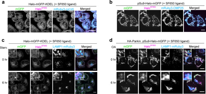 Figure 3—figure supplement 1.
