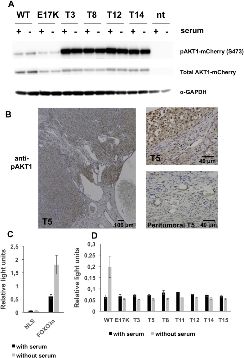 Fig. 6