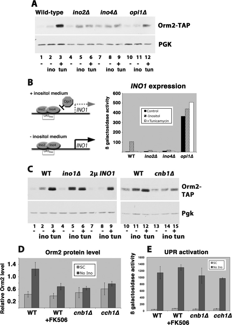 FIGURE 3.