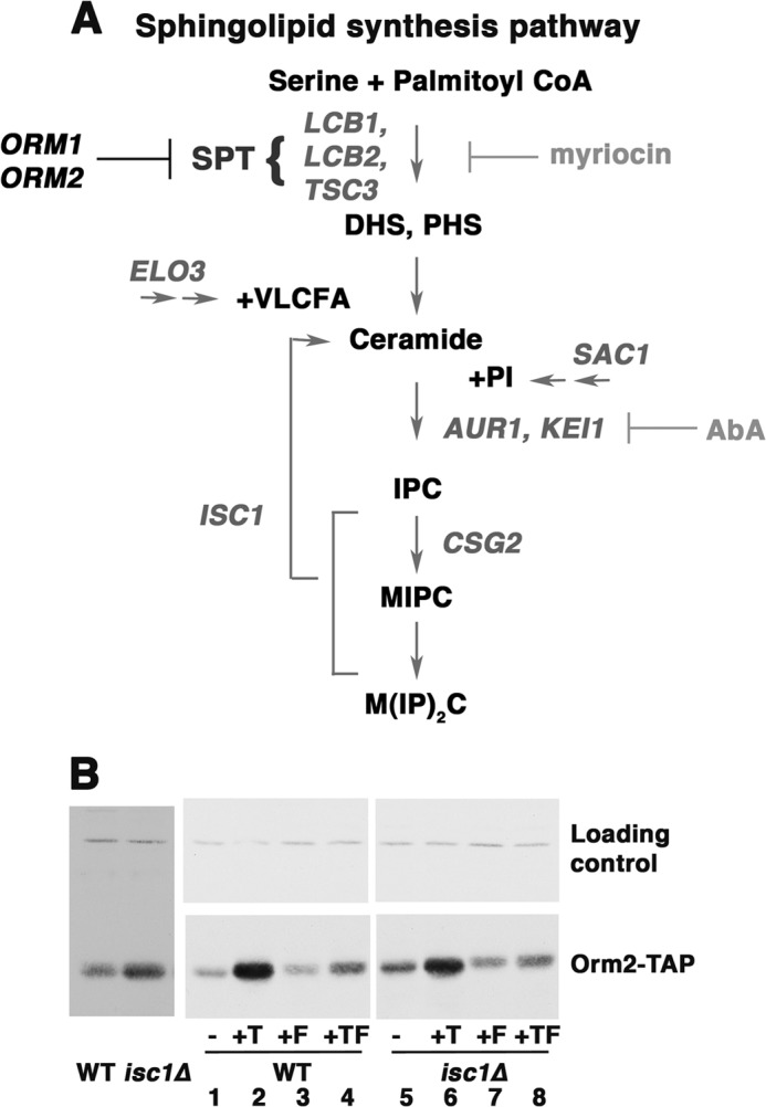 FIGURE 4.